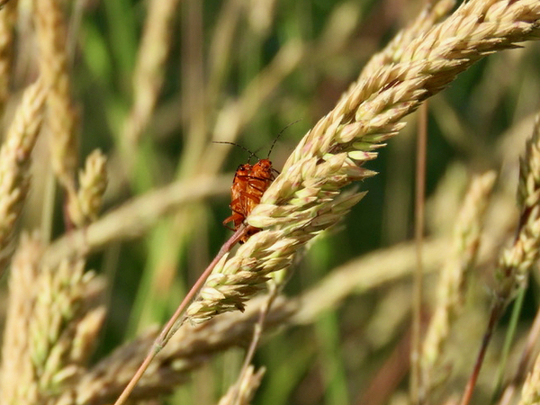 09-red-soldier-beetle_1675259489