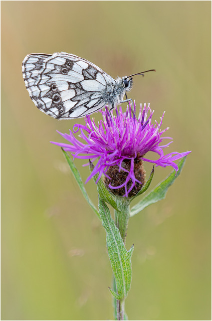 Marbled White Butterfly on Ragwort